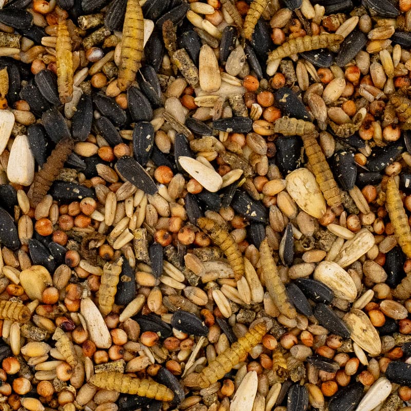 Underground Food Bird Mixture with Insects