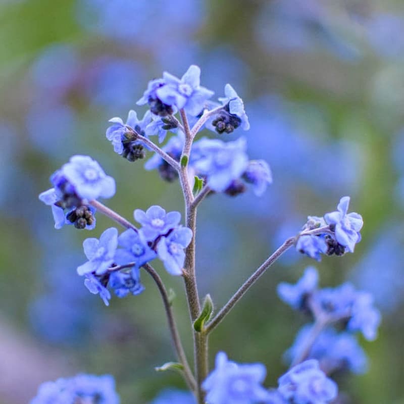 First flowers of Užanka Firmament