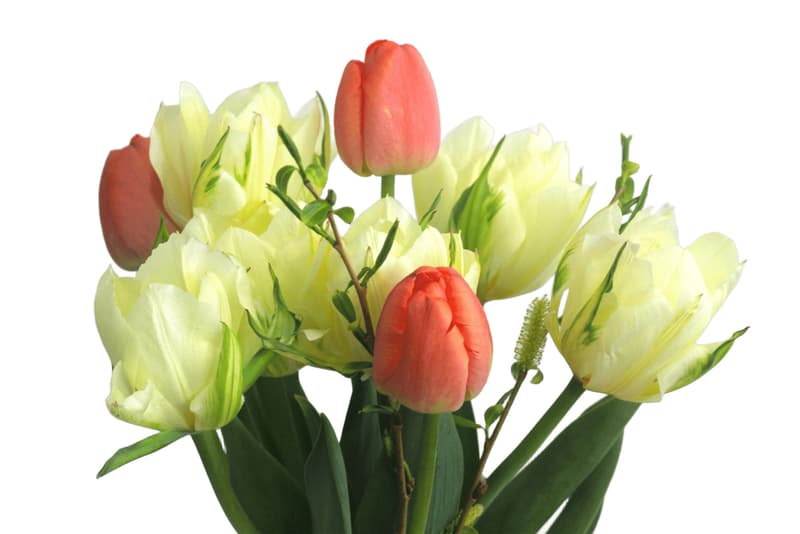 Vitenplant BIO Kytice tulipánů "Spring Lover"