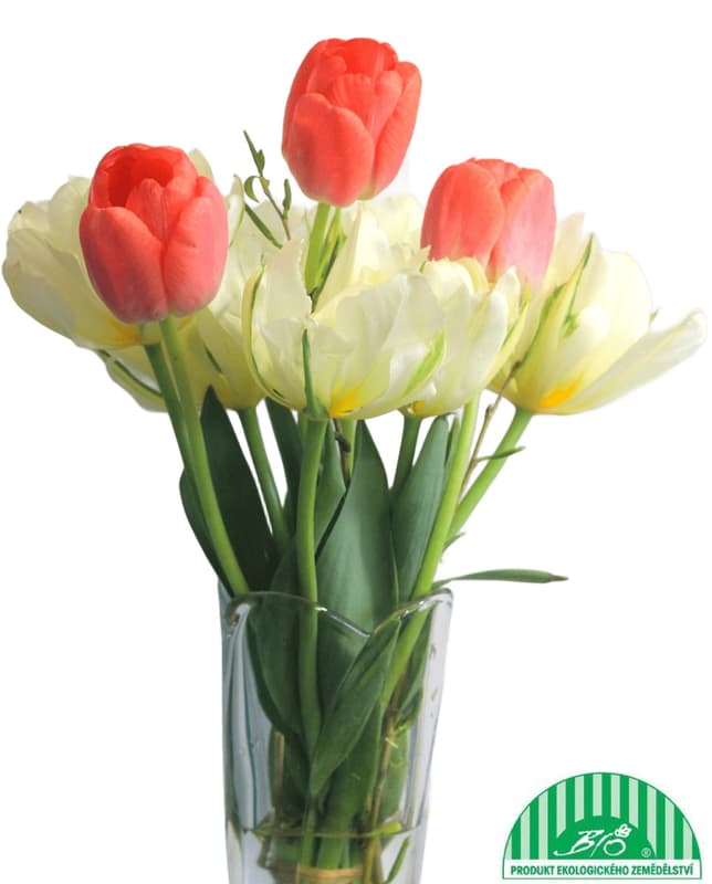 Vitenplant BIO Kytice tulipánů "Spring Lover"