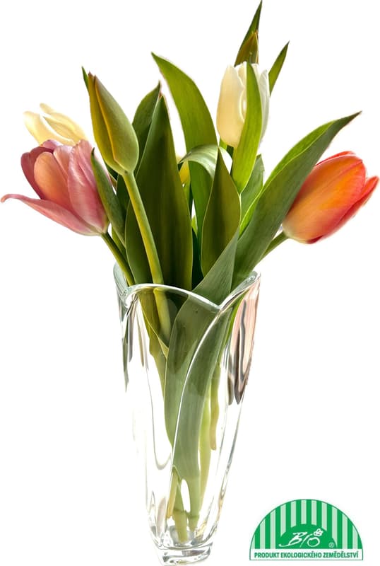Vitenplant BIO Kytice tulipánů "Spring Lover"