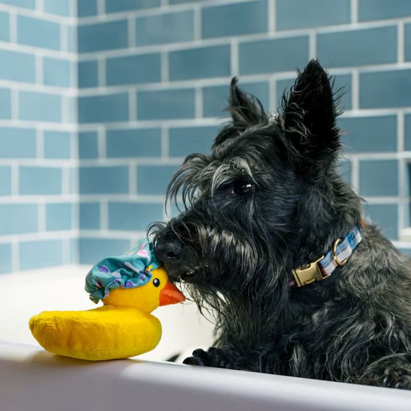 P.L.A.Y. Duck toy for dogs