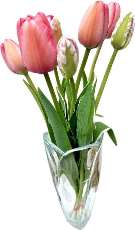 Vitenplant BIO Kytice tulipánů "Candy mix"
