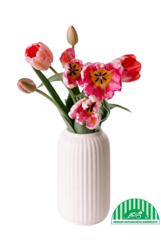 Vitenplant BIO Kytice tulipánů "Candy mix"