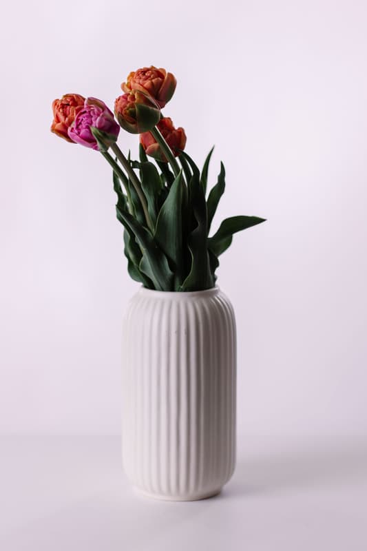 Vitenplant BIO Tulipány "Royal"