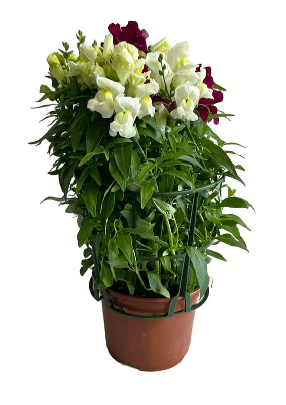 Antirrhinum tricolor Ø pot 12 cm
