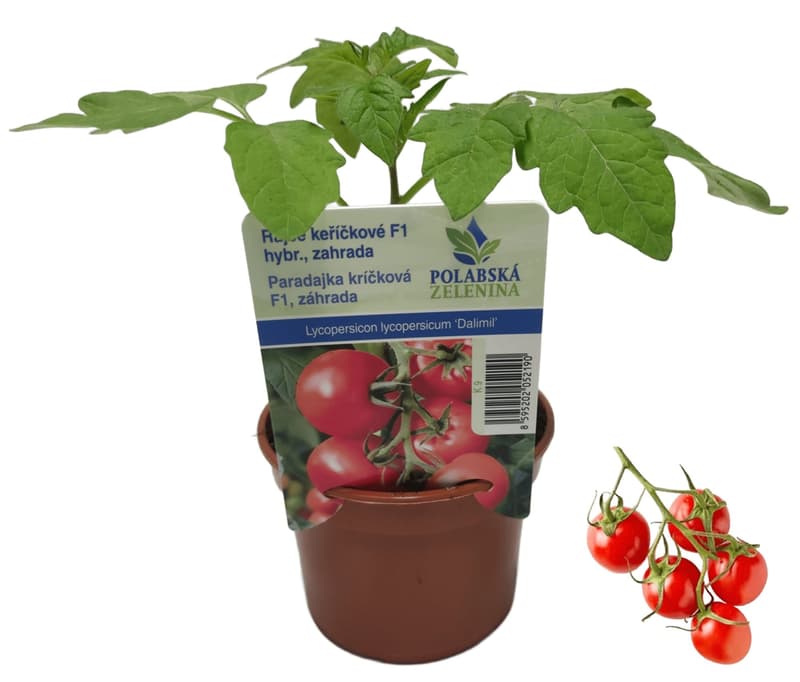 Sazenice - Rajče keříčkové (odr. Dalimil), Ø květináče 9 cm