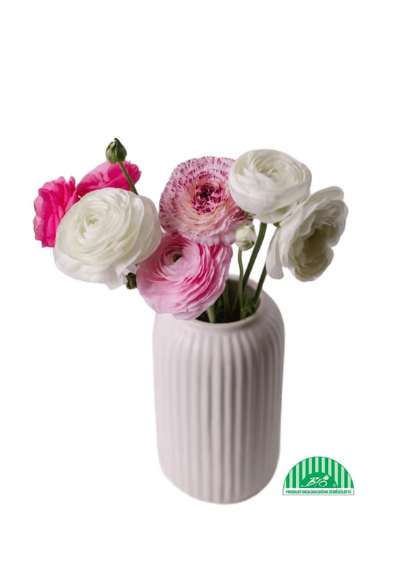 Vitenplant Organic ranunculus "Candy mix"