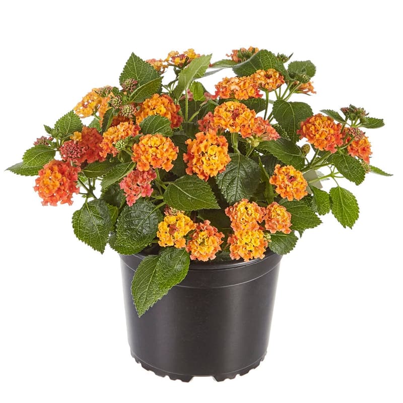 Lantana (Libora) Ø květináče 12 cm