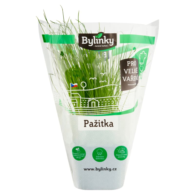Pažitka v květináči XXL (Pro velké vaření)