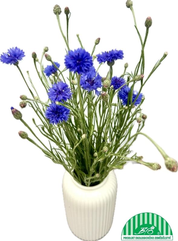 Vitenplant BIO Kytice chrpy modré "Blue Star"