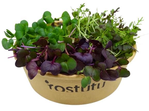 Microgreens "Ostrý mix" tří druhů, vanička