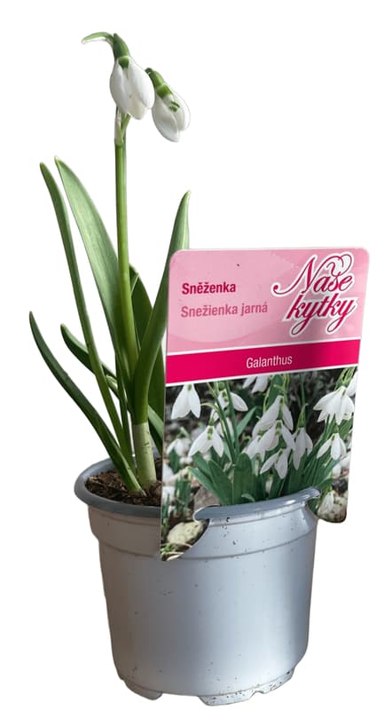 Sněženka Ø květináče 9 cm