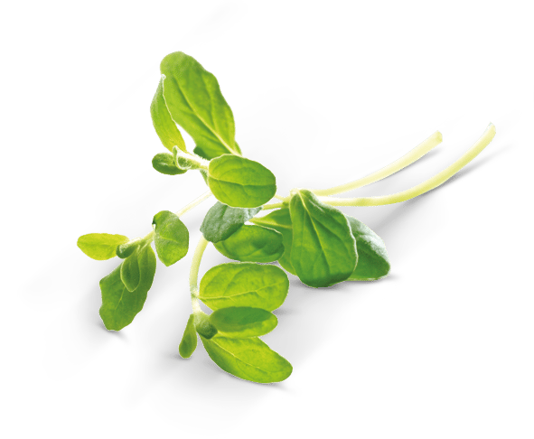 Marjoram cut, tray