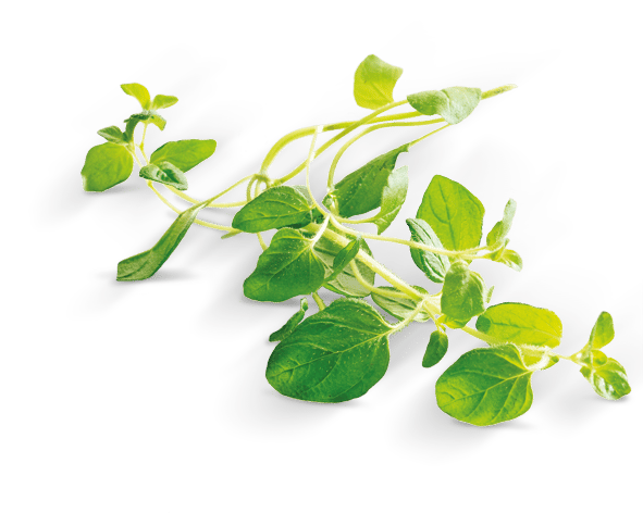Oregano cut, tray