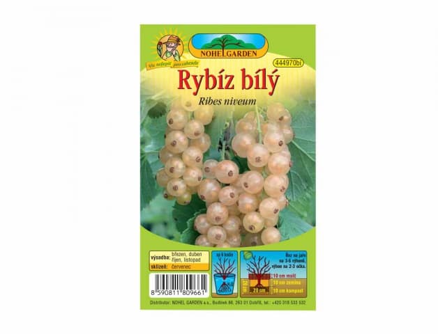 Rybíz bílý, sazenice