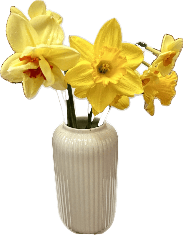 Vitenplant Double-flowered daffodils 7 pcs