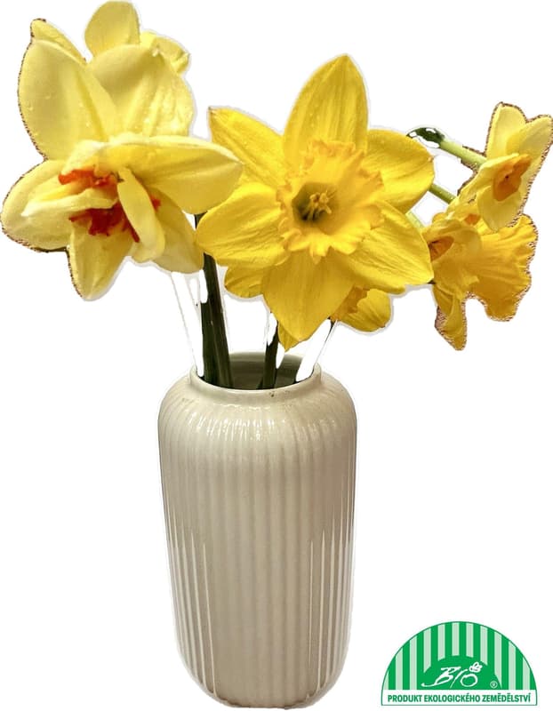 Vitenplant Double-flowered daffodils 7 pcs