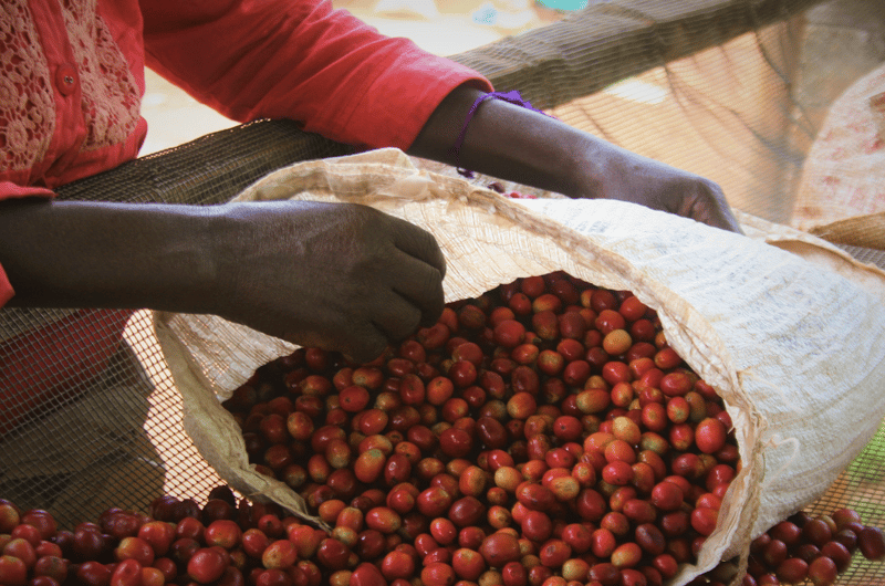 BeBerry Coffee Burundi Kibingo espresso zrnková káva