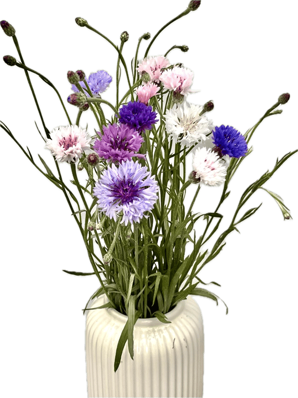 Vitenplant BIO Kytice chrpy Rainbow mix