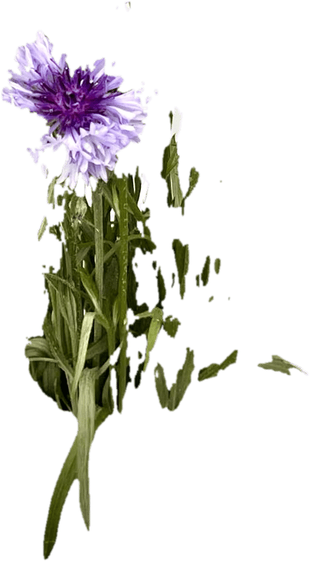Vitenplant BIO Kytice chrpy Rainbow mix