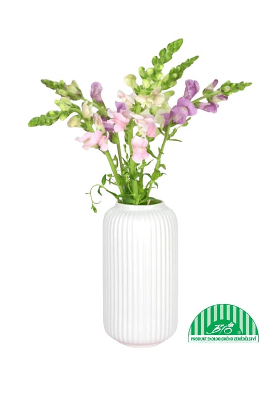 Vitenplant BIO svazek Hledíků Butterfly mix