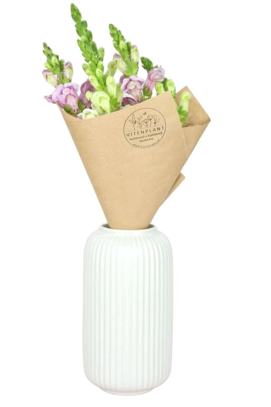 Vitenplant BIO svazek Hledíků Butterfly mix