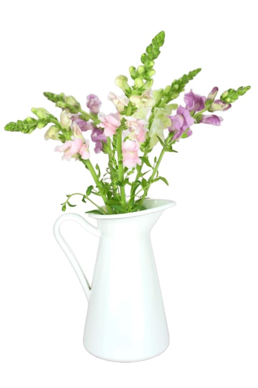 Vitenplant BIO svazek Hledíků Butterfly mix