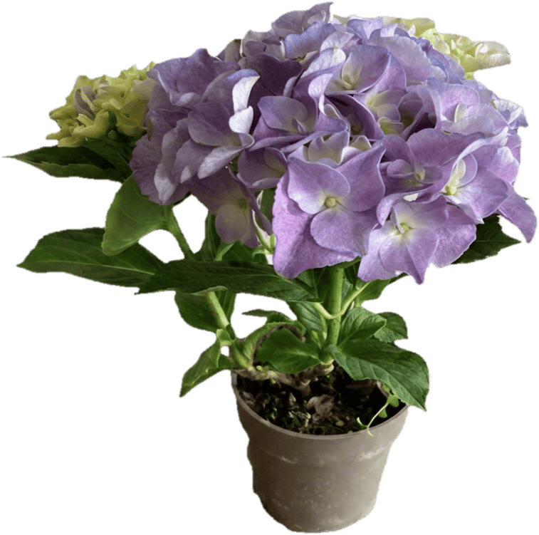 Hortenzie mix barev (Hydrangea macrophylla) Ø 11 cm
