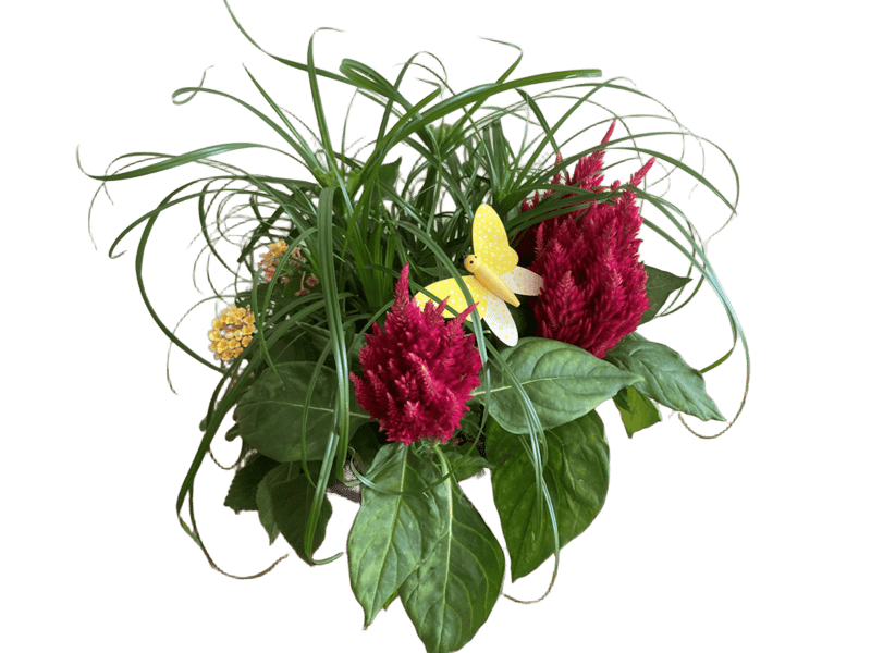 Letní osázená miska mix květin (Cyperus, Lantana, Celosie) Ø 17 cm