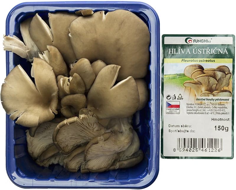 Oyster mushrooms